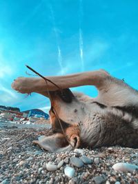 Cat lying on rock