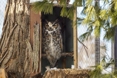 Close-up of owl on tree trunk