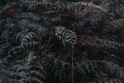 Close-up of rope on field