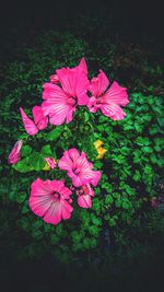 Close-up of pink flowers