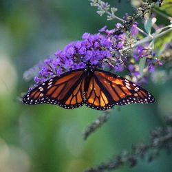 Close-up of butterfly on flower