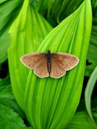 High angle view of butterfly on leaf