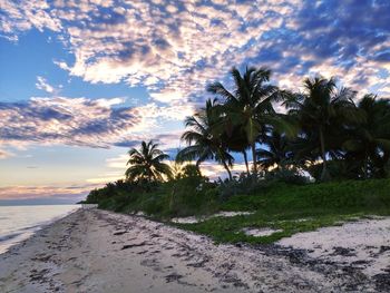 Palm trees on beach against sky during sunset