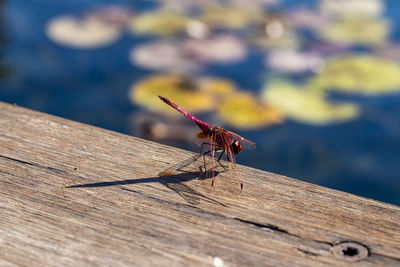 Close-up of dragonfly on wooden table