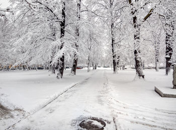 Snow covered land and trees