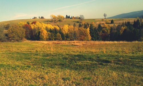 Scenic view of grassy field against sky