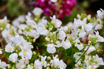 Close-up of white flowering plant