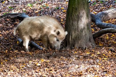 Sheep in a forest