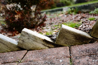 Close-up of tree stump