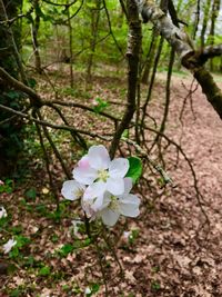 Close-up of flower tree in forest