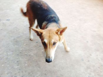 High angle view of brown horse