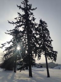 Trees on snow covered landscape against sky