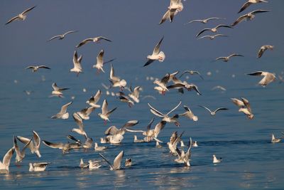 Flock of seagulls flying over sea