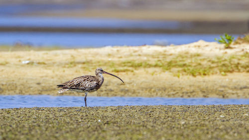 Side view of a bird on land