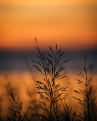 Close-up of silhouette plants against sunset sky