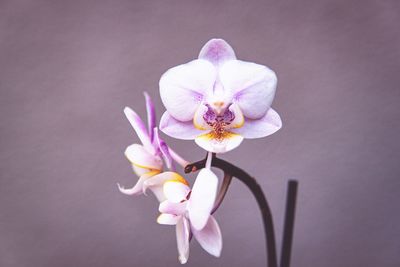 Orhidea flower orchis phalaenopsis pink nature