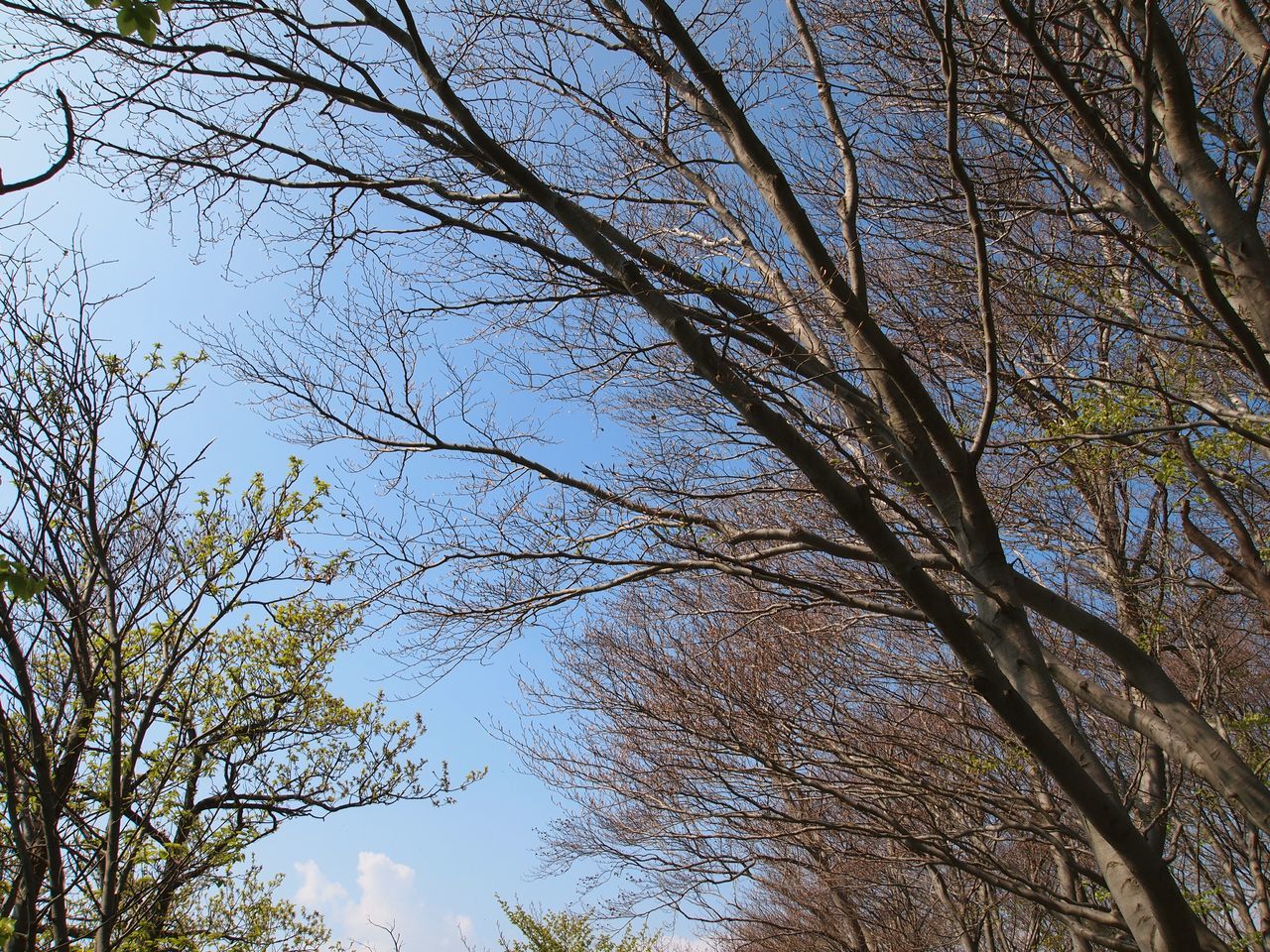 Low angle view of trees against clear sky