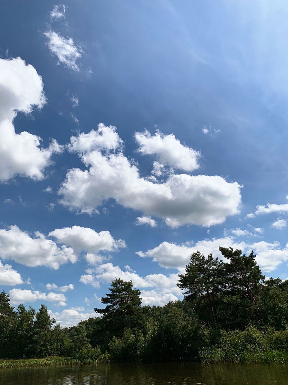 LOW ANGLE VIEW OF TREES GROWING ON FIELD AGAINST SKY