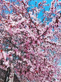 Low angle view of tree against sky