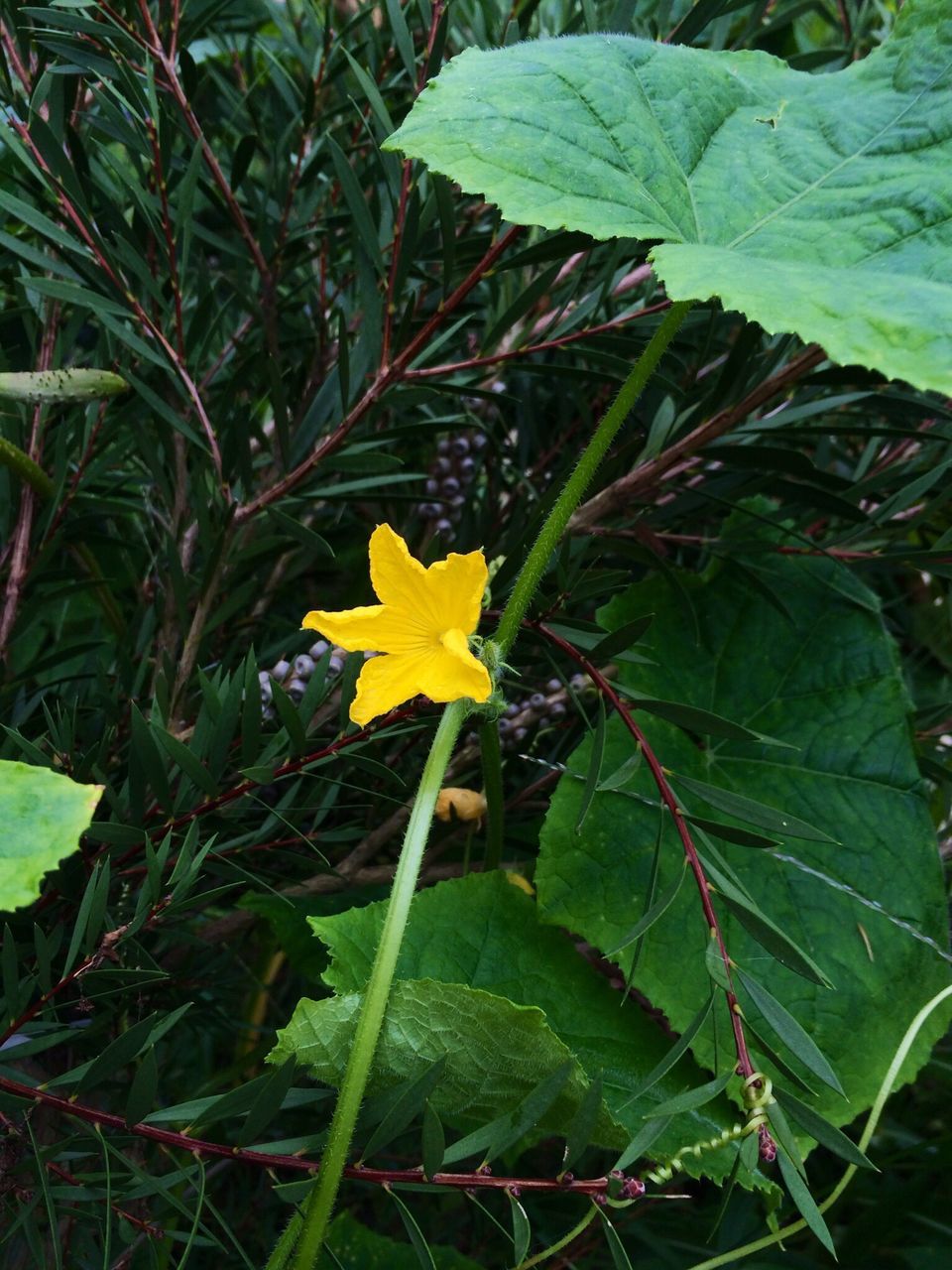 leaf, growth, yellow, freshness, plant, fragility, flower, nature, beauty in nature, green color, close-up, petal, water, field, outdoors, day, focus on foreground, season, no people, high angle view