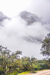 Scenic view of forest against sky