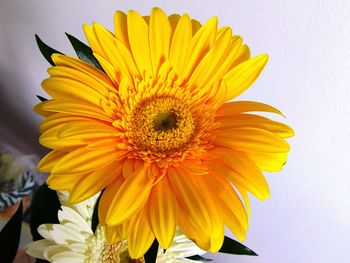 Close-up of sunflower