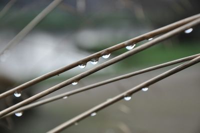 Close-up of raindrops on stems