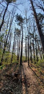 Trees growing in forest against sky