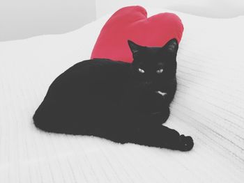 Portrait of cat sitting on floor