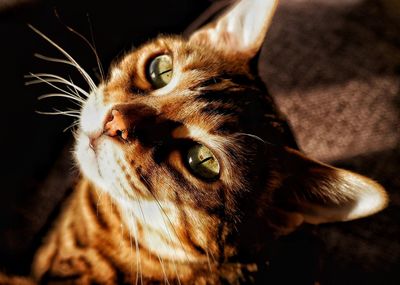 Bengal cat in bright light