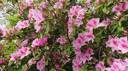 Close-up of pink flowering plants