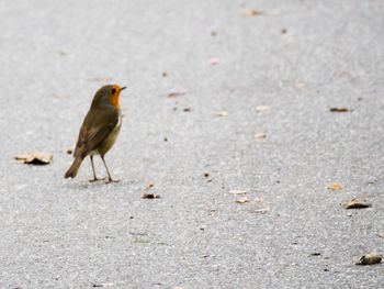 Close-up of bird perching on a land