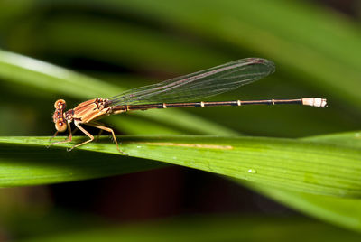 Close-up of damsel fly on grass