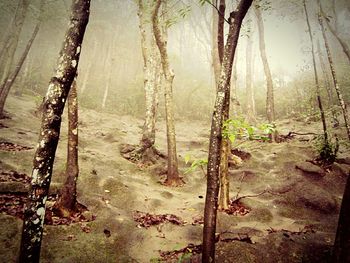 Trees in forest