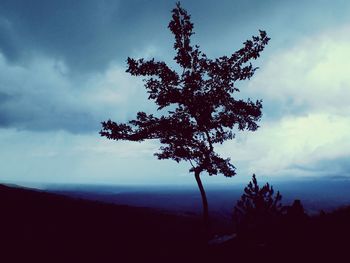 Silhouette of trees on landscape