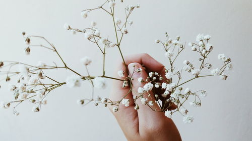 Close-up of hand holding flowers against wall