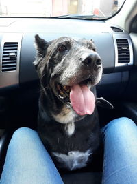 Dog sitting in car