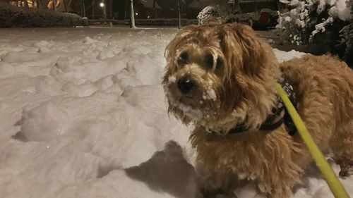 Close-up of dog in snow