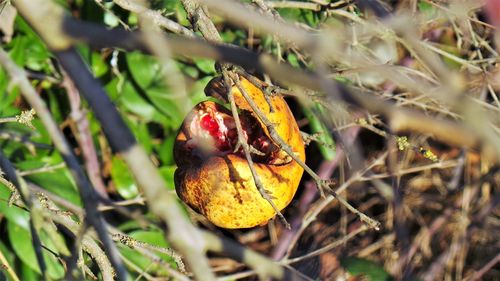 Close-up of fruit on tree