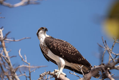 Osprey bird of prey pandion haliaetus perches on a tree at clam pass in naples, florida 