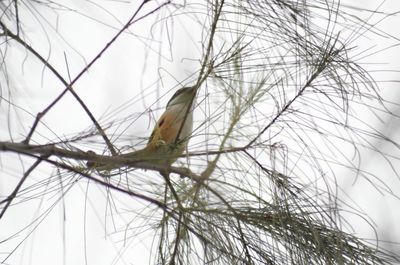 Close-up of bird perching on bare tree against sky