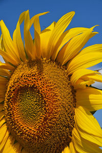 Close-up of sunflower