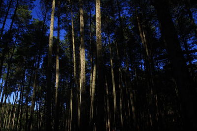 Low angle view of bamboo trees in forest