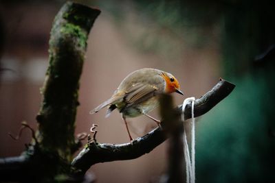 Close-up of bird perching on branch