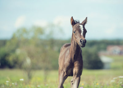 Foal standing on land against sky