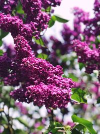 Close-up of pink flowering plant