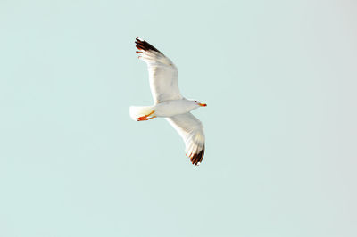 Low angle view of seagull flying against clear sky