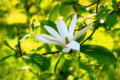 Close-up of white flowering plant