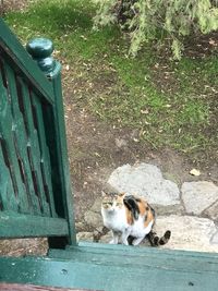 High angle view of a cat on ground