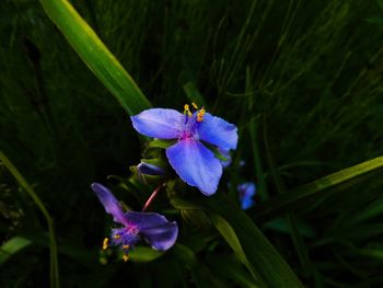 Close-up of purple flower